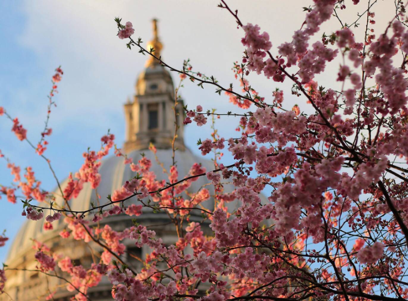 Best Places To See Cherry Blossom in London in Spring 2026