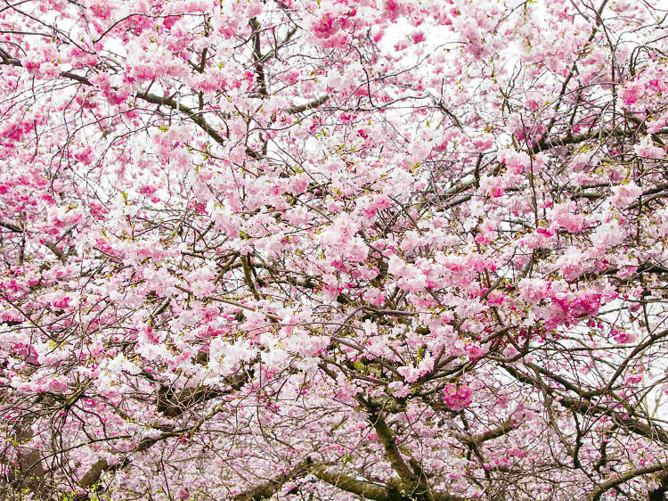 Cherry blossom St James's Park