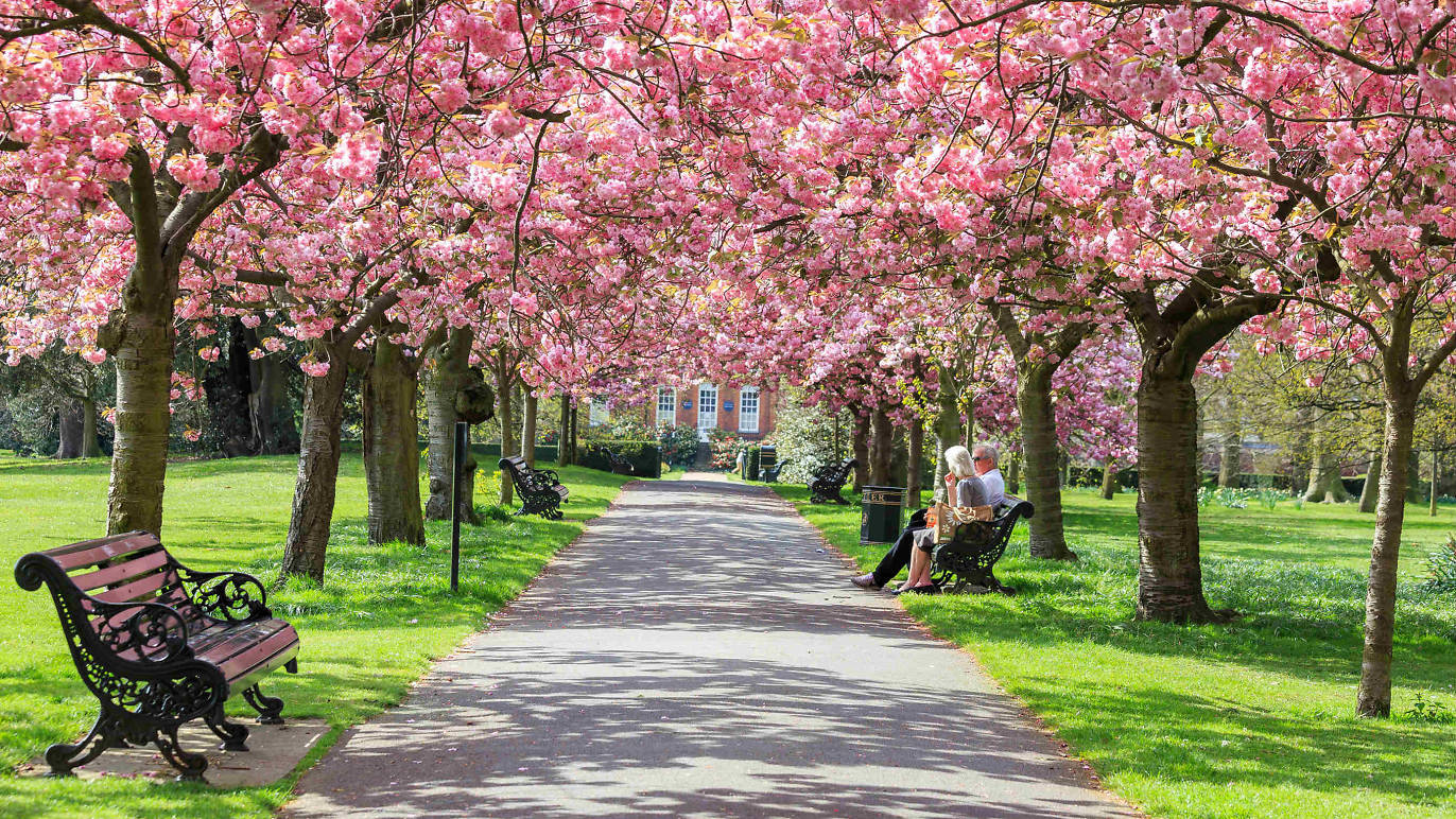 Best Places To See Cherry Blossom in London in Spring 2026