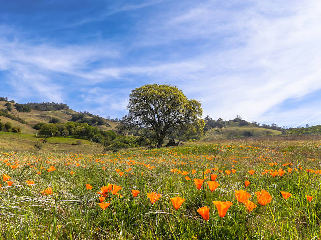 Mount Diablo poppies