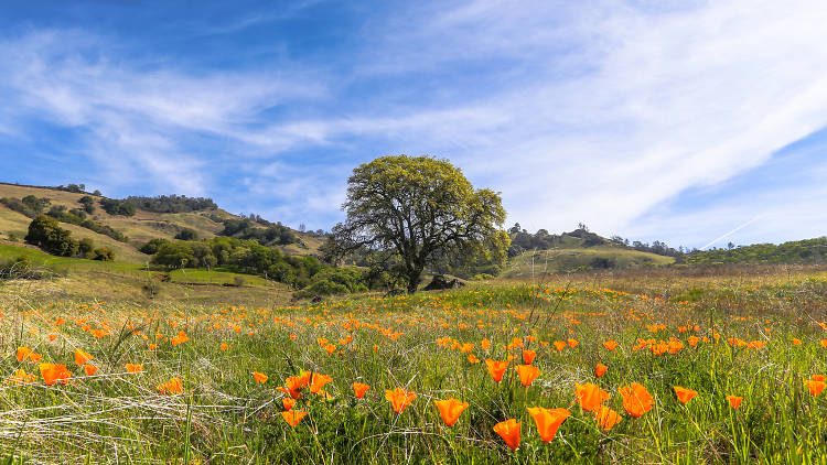 See colorful wildflowers on these Bay Area hikes