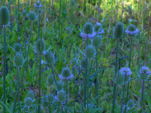 wildflowers on Windy Hill, Portola Valley