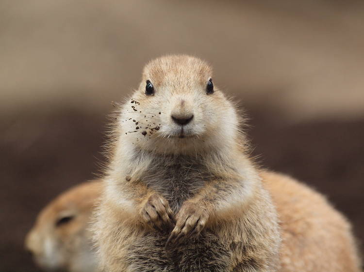 江戸川区自然動物園