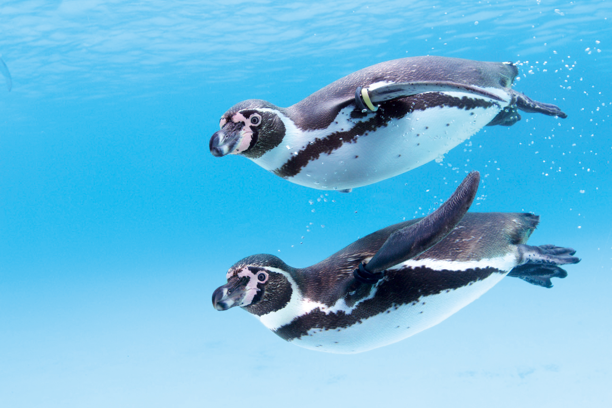 葛西臨海水族園