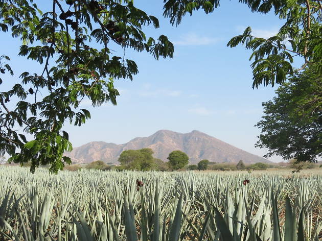 Akamba, Tequila Akamba, el nuevo festival en Tequila