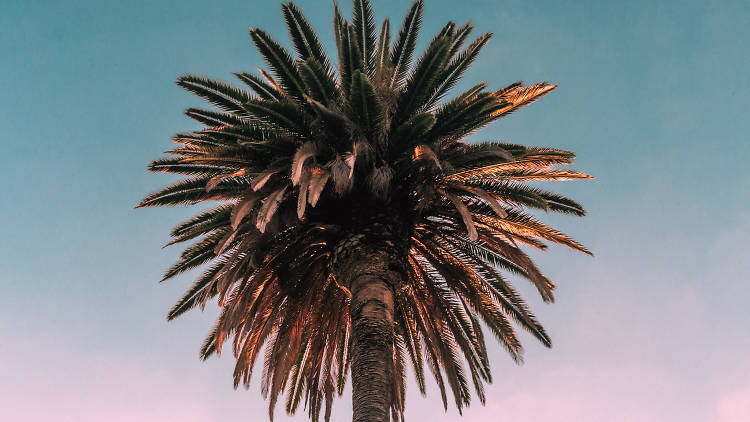 Palm tree