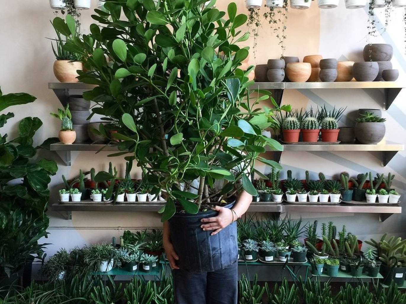 Best Plant Stores NYC Offers To Create An Indoor Jungle