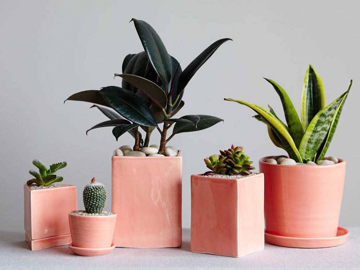 Best Plant Stores NYC Offers To Create An Indoor Jungle