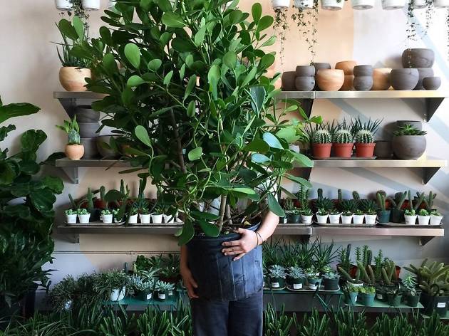 Best Plant Stores Nyc Offers To Create An Indoor Jungle