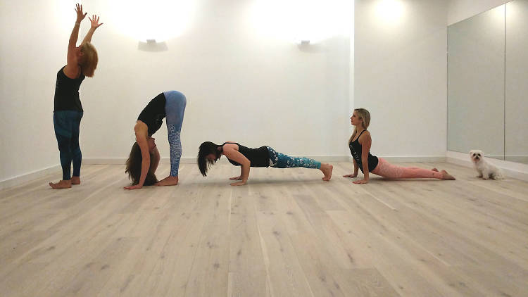 Four yoga participants are joined by a dog