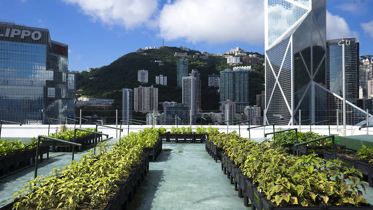 Urban Farm & Feast Hong Kong 