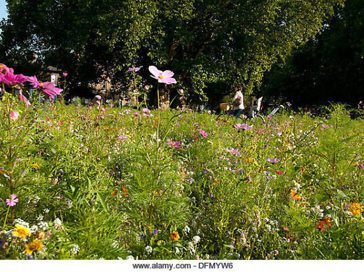 London Fields wildflower meadow, Hackney