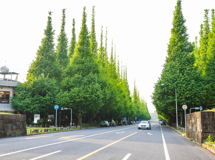 Icho Namiki-dori & Meiji Jingu Gaien