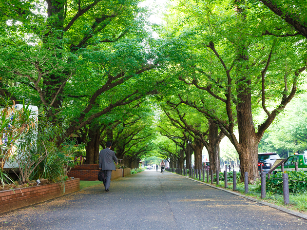 Icho Namiki-dori & Meiji Jingu Gaien | Attractions in Shinanomachi, Tokyo