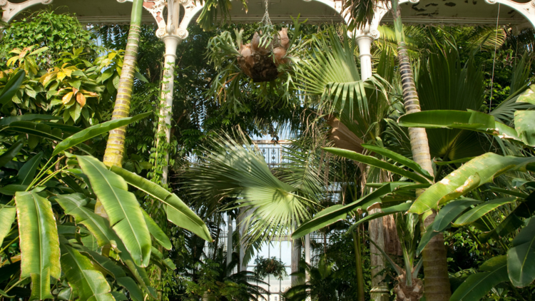 Palm House, Royal Botanic Gardens