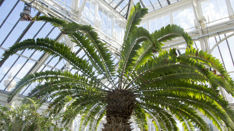 Temperate House, Royal Botanic Gardens