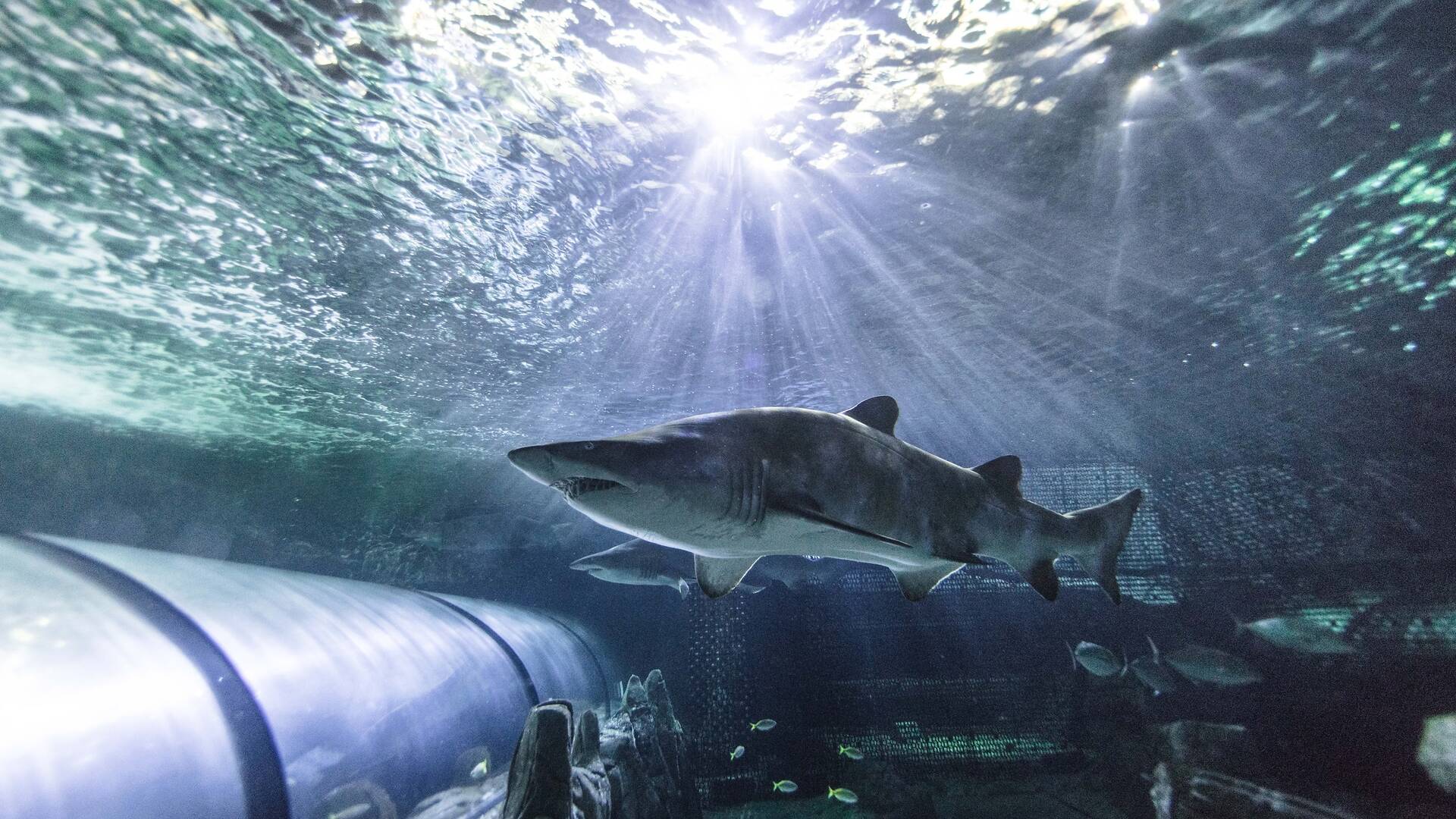 Shark Dive Xtreme Attractions in Darling Harbour, Sydney