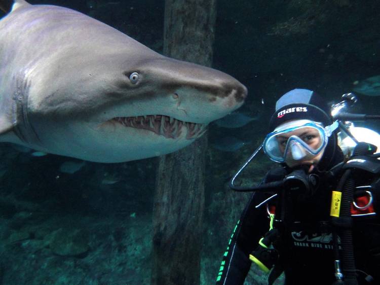 Dive into a shark tank at Sydney Aquarium