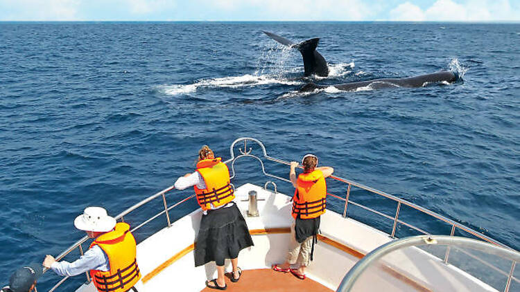 Whale watching, a one-of-a-kind experience 