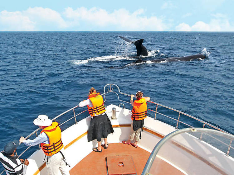 Whale watching, a one-of-a-kind experience 