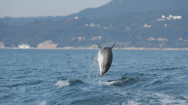 Behold the Tursiops truncatus