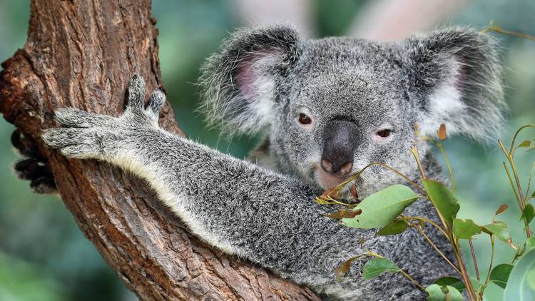 Generic koala
