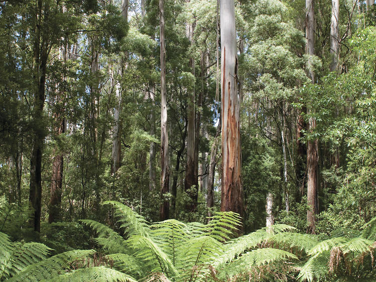 Great Otway National Park