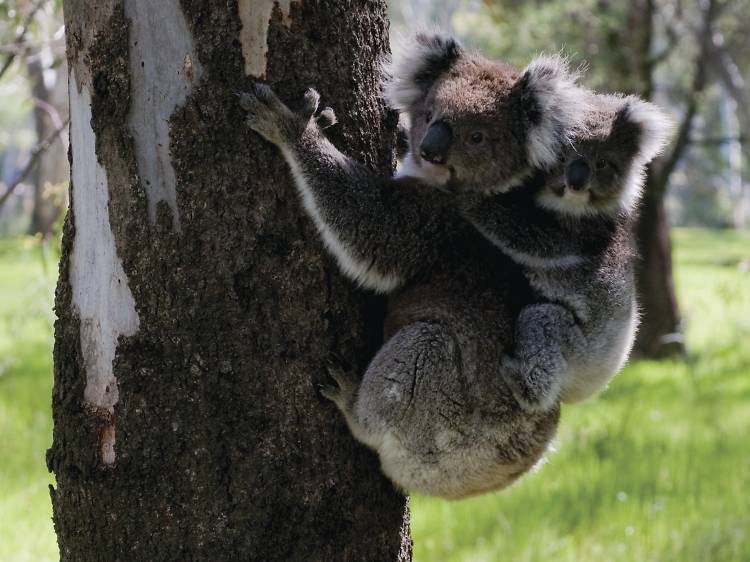 Tower Hill Wildlife Reserve