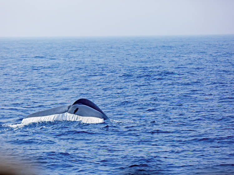 Embark on a whale watching adventure in Trincomalee.