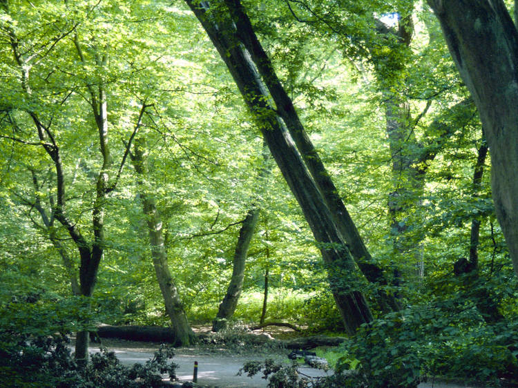 Queen’s Wood