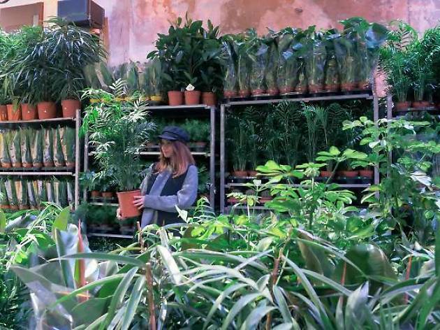 Plantes Plantes