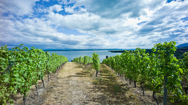 Neuchâtel wine region