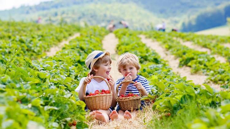 Strawberry picking