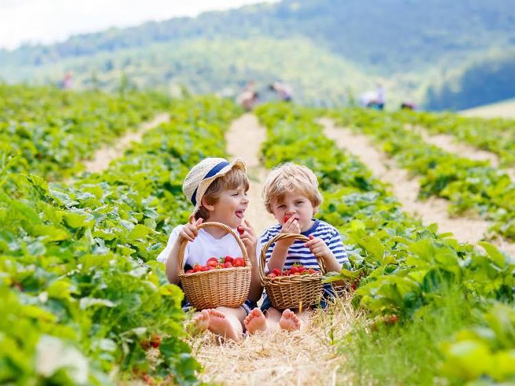 Strawberry picking