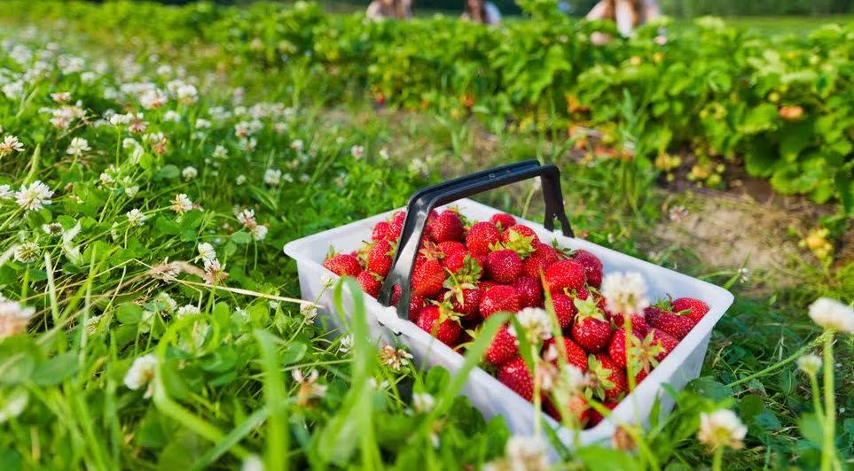 Best Strawberry Picking in New York for Summer 2020