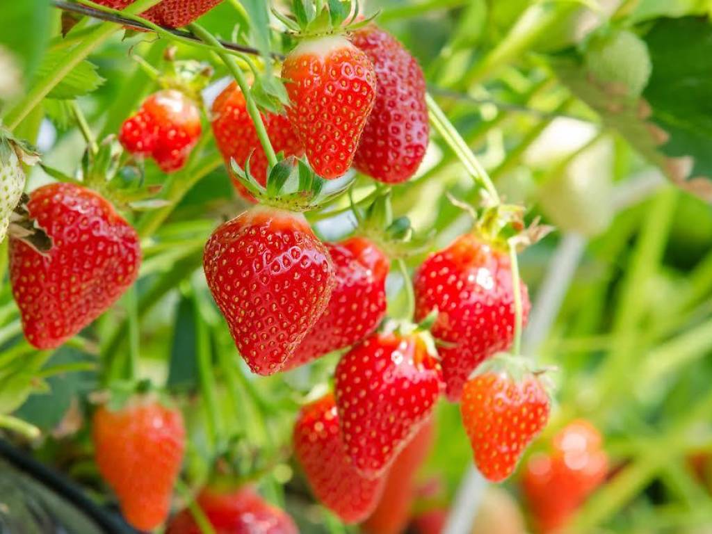 6 Best Farms for Strawberry Picking Near NYC