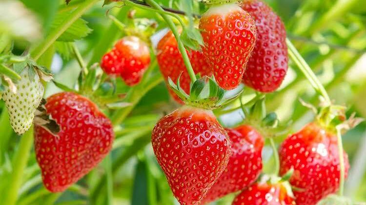 Samascott Orchards