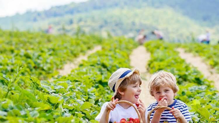 Lawrence Farms Orchards