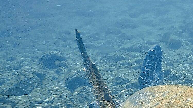 Kapoho Tide Pools