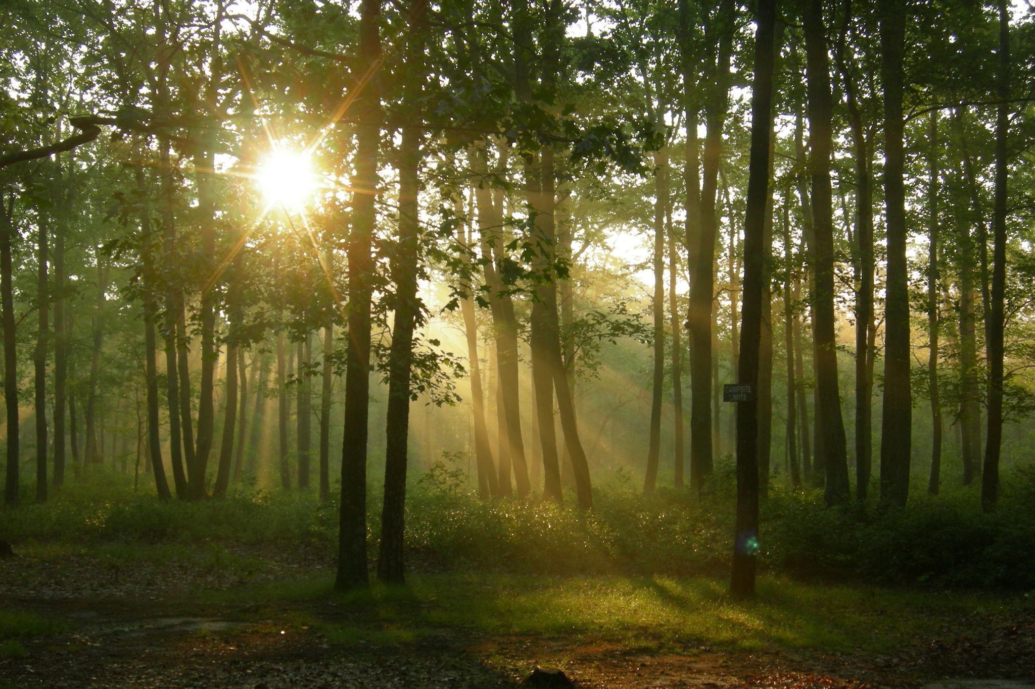 Wharton State Forest Camping