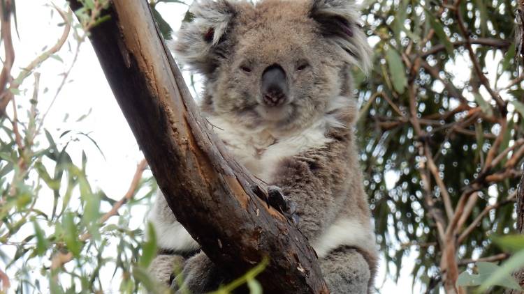 Raymond Island Koala Trail