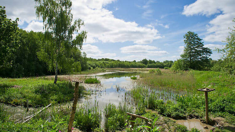 Potteric Carr Nature Reserve