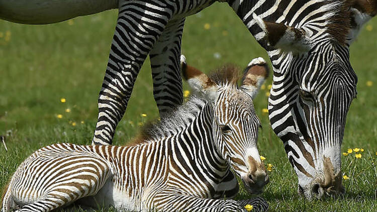 Whipsnade Zoo