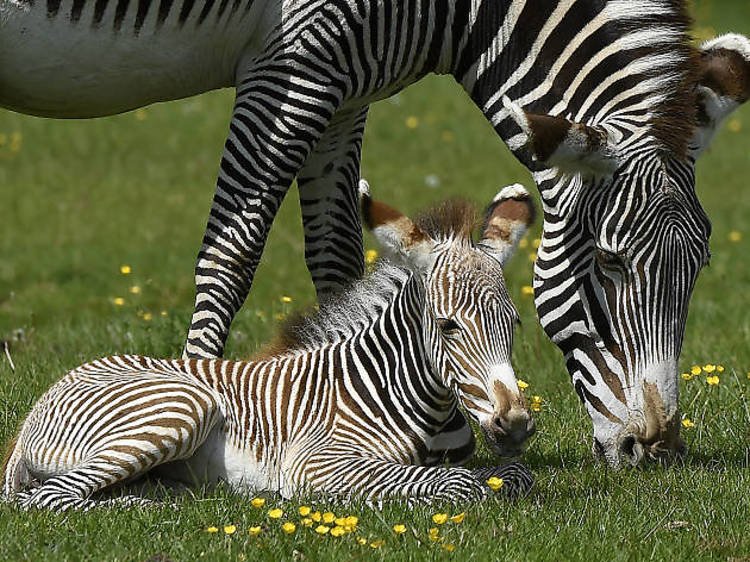 Whipsnade Zoo