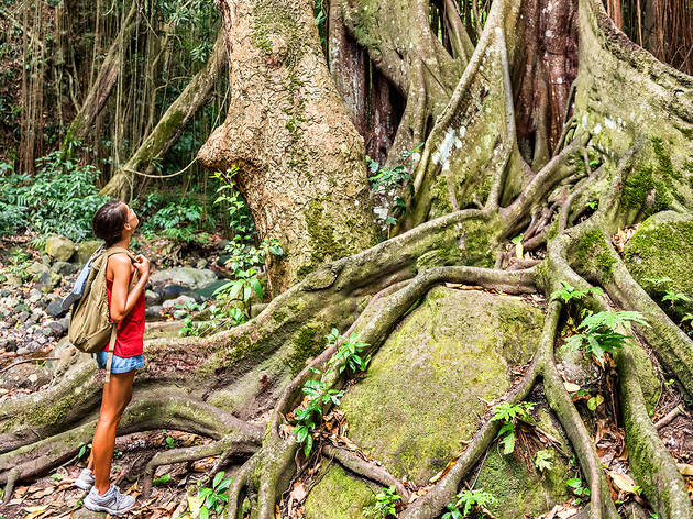 A local’s guide to St. Kitts