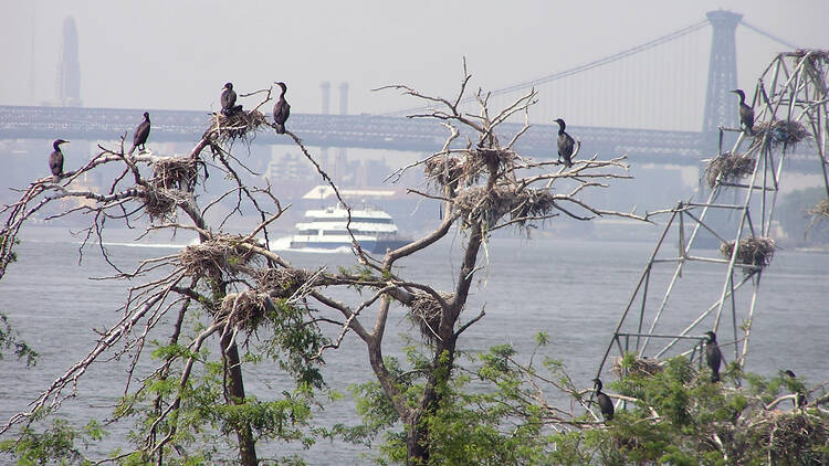 NYC Audubon