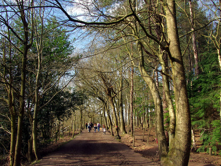 Delamere Forest