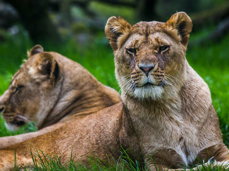 Knowsley Safari