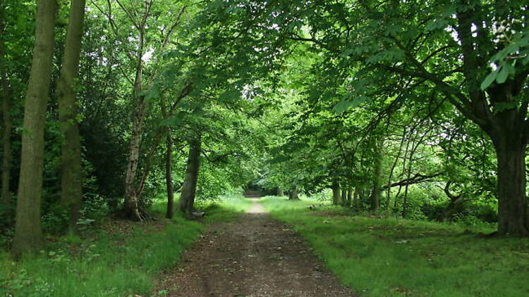 Merrions Wood LNR