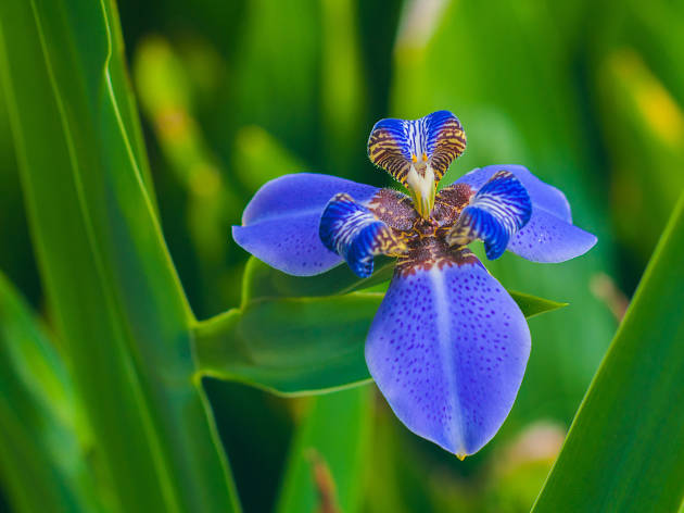 Orchid Orchid